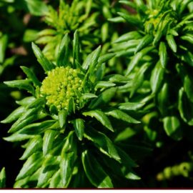 L-Taurine Quantum Trim